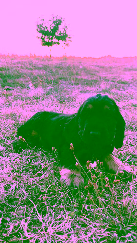 Bambou — 2 mois
