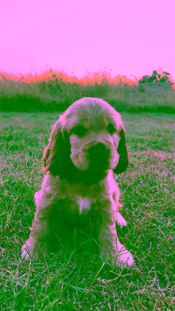 Benny — 2 mois