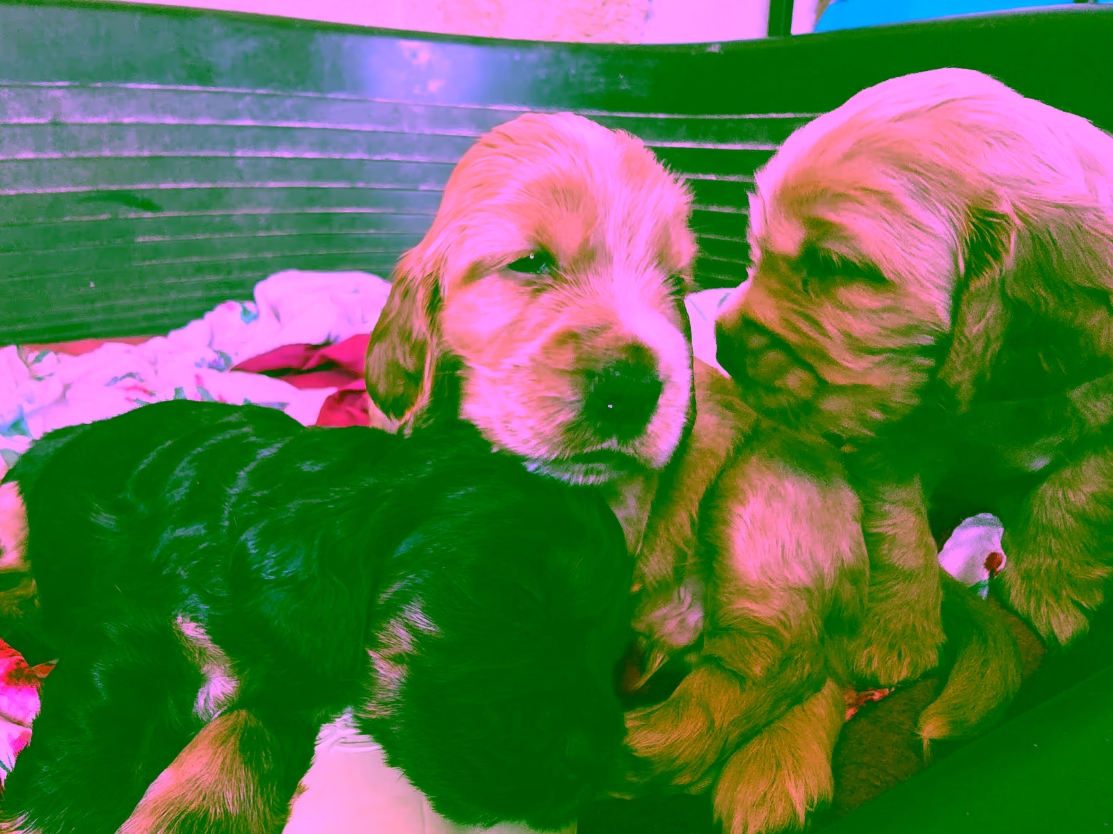 Des chiots cockers endormis les uns sur les autres
