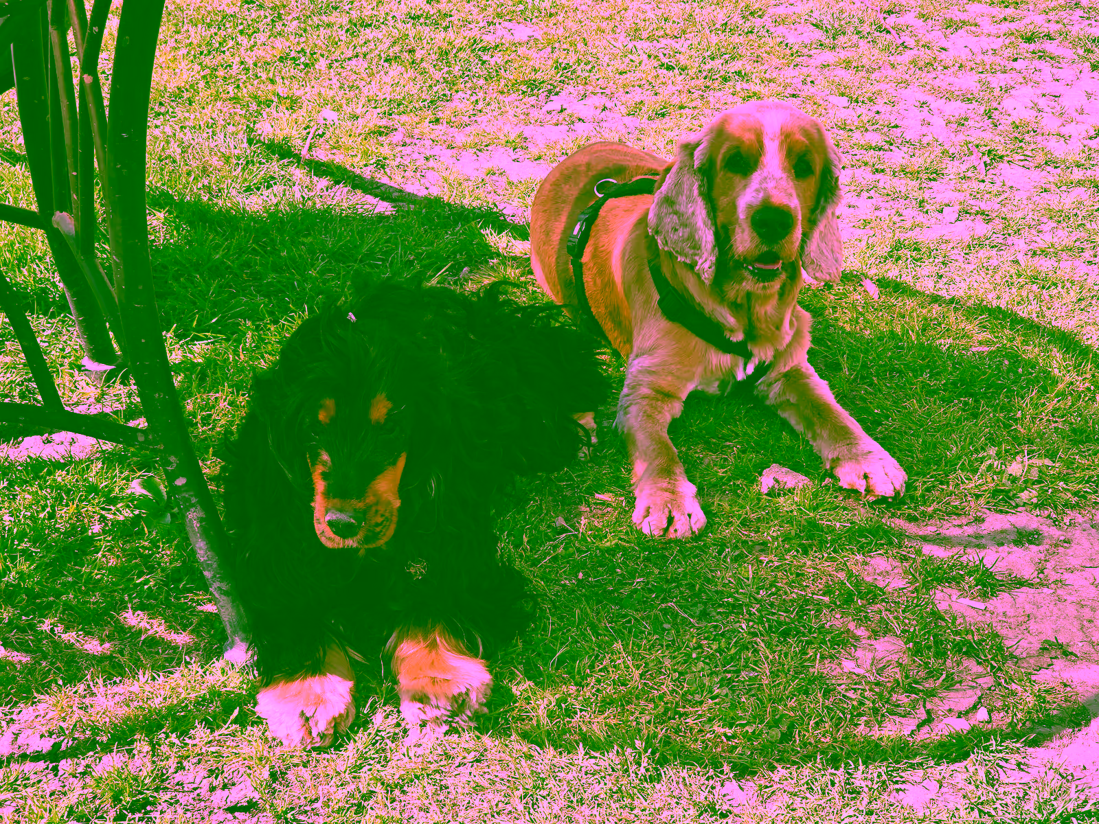 Syntaxe et Ruby couchés dans l'herbe