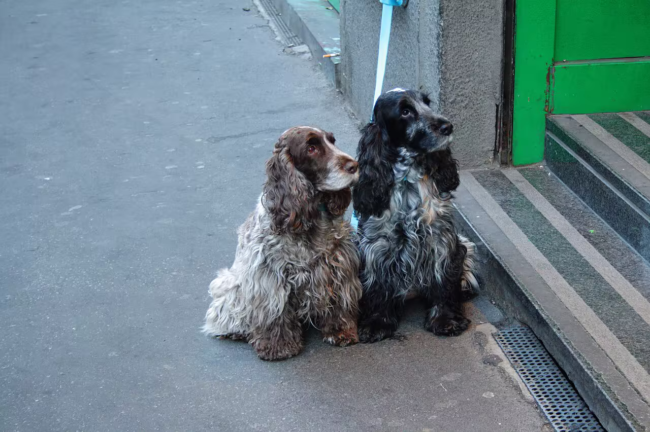 Deux cockers anglais rouannes