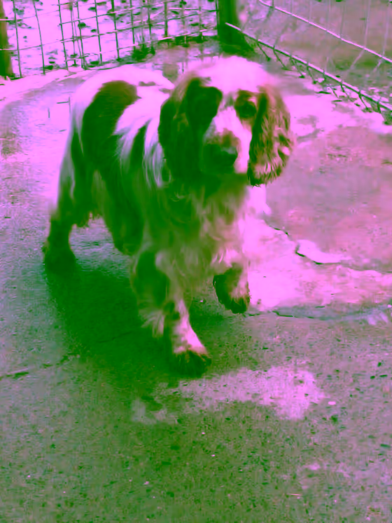 Max — Papa Taia