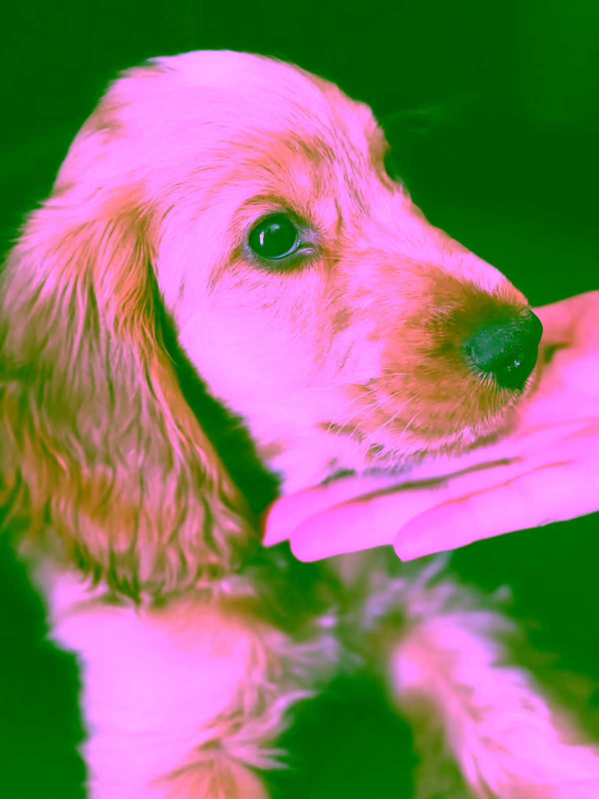 Un chiot cocker, l'oreille tombante, le museau dans une main