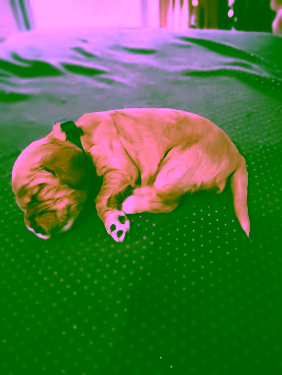 Cayenne — Age 2 semaines