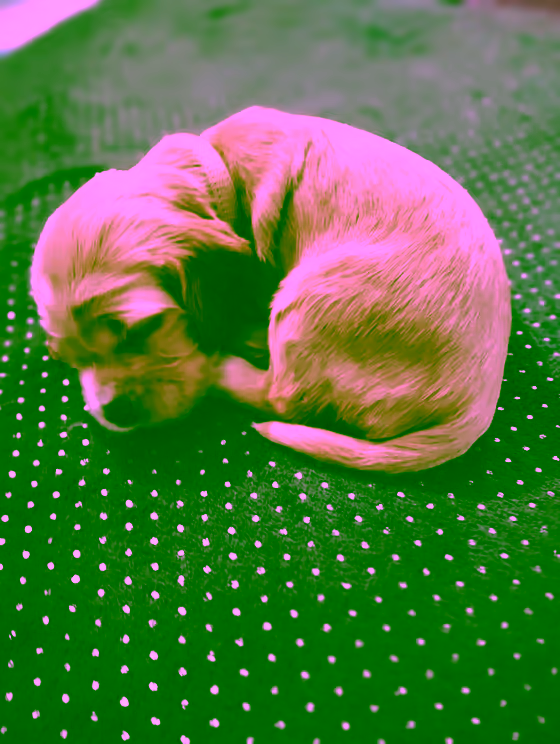 Chanel — Age 2 semaines